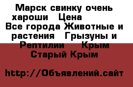 Марск свинку очень хароши › Цена ­ 2 000 - Все города Животные и растения » Грызуны и Рептилии   . Крым,Старый Крым